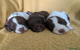 Sprocker dogs for sale: 🐶✨ F2 Sprocker Puppies – Growing Beautifully! ✨🐶 - Image 4