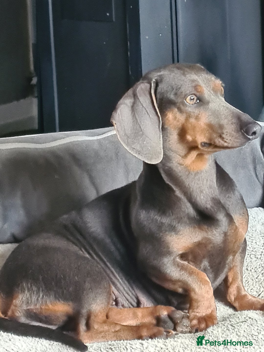 Dachshund dogs for sale: Daschounds  - Image 3