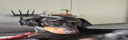 Dobermann dogs for sale: Bear  - Advert 11