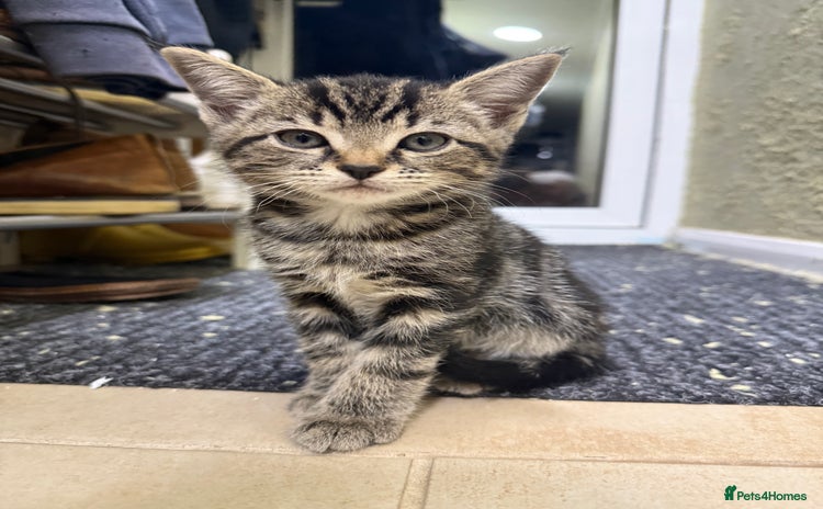 Mixed Breed cats - Advert 16