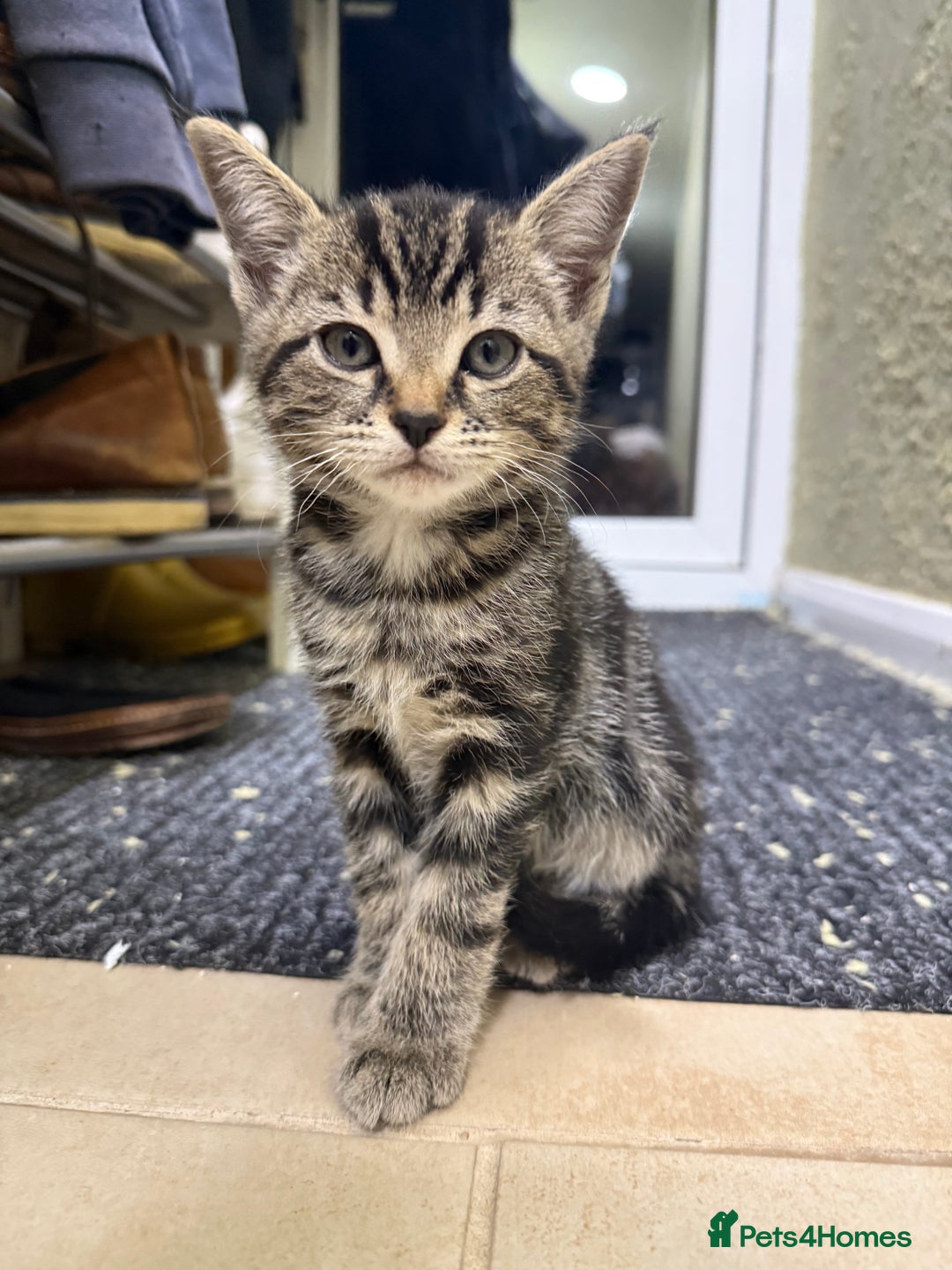Mixed Breed cats for sale: Beautiful kittens for sale - Image 1