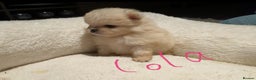 Pomeranian dogs for sale: Pomeranian puppies  - Advert 6