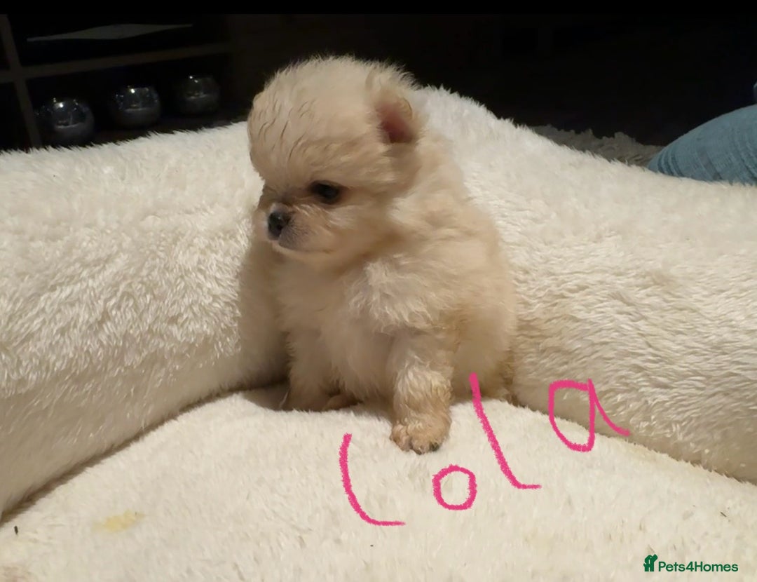 Pomeranian dogs for sale: Pomeranian puppies  - Advert 6