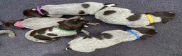German Wirehaired Pointer dogs for sale: KC Registered German Wirehaired Pointer Puppies - Advert 5