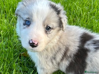 Border Collie dogs - Advert 4