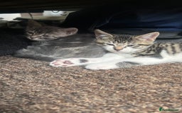 British Shorthair cats for sale: Five Cute boys for sale - Image 10