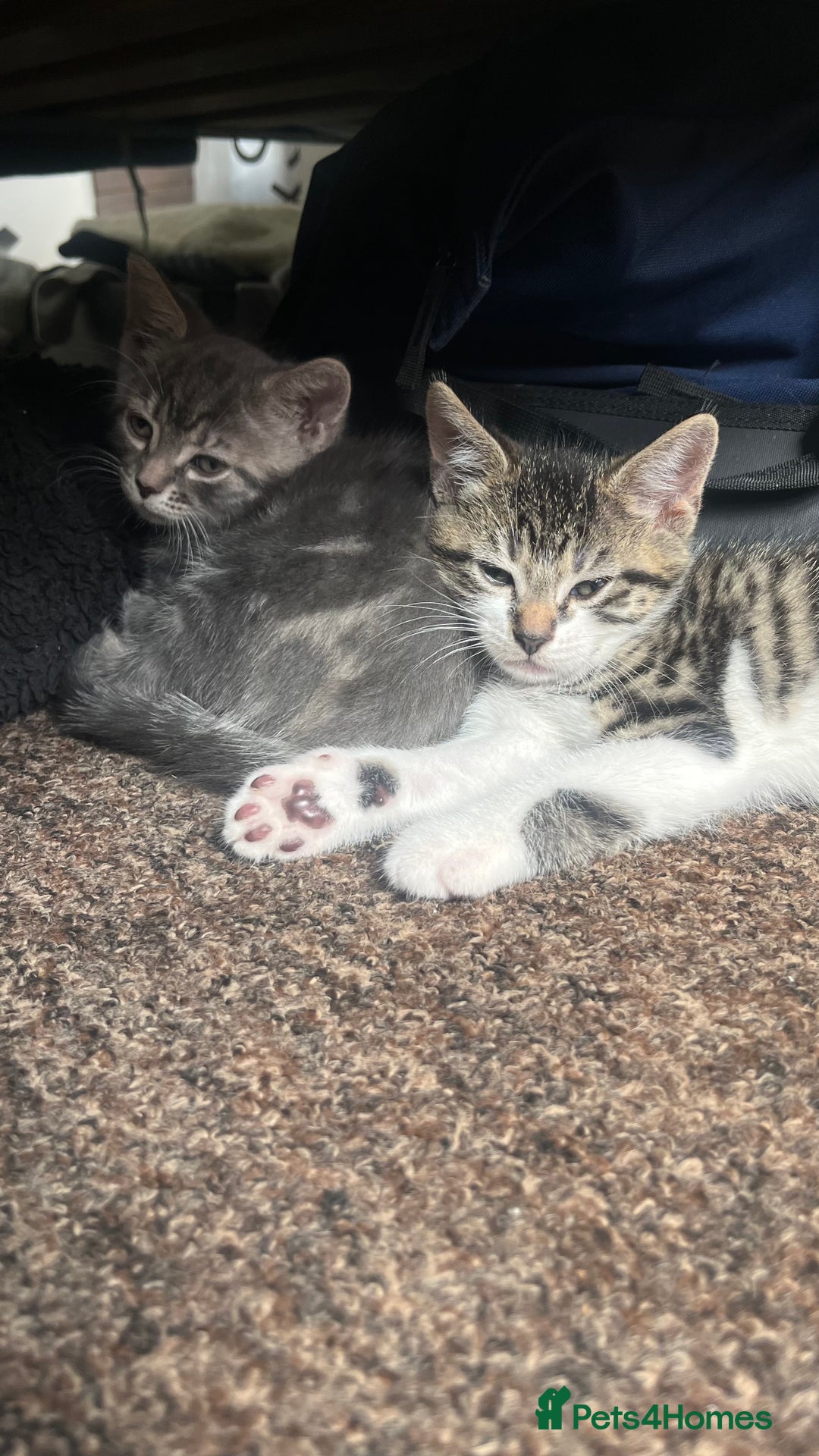British Shorthair cats for sale: Five Cute boys for sale - Image 10