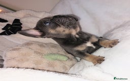 French Bulldog dogs for sale: Home reared beautiful frenchie pups - Image 7