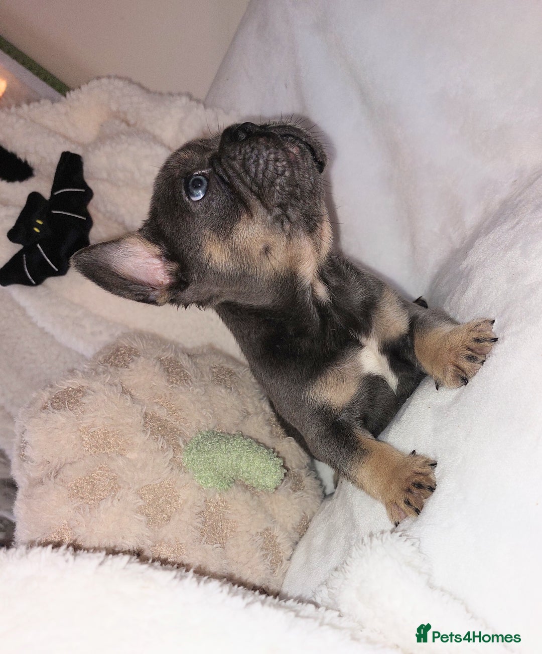 French Bulldog dogs for sale: Home reared beautiful frenchie pups - Image 7