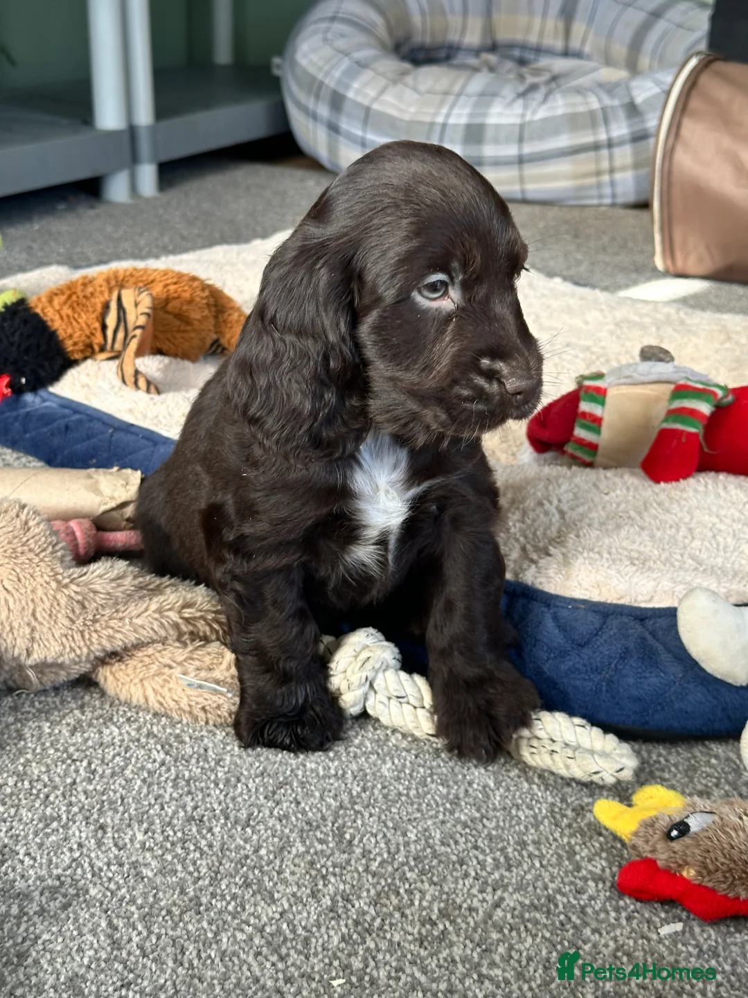 Cocker Spaniel dogs for sale: Beautiful cocker spaniel pups - Advert 1