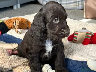 Cocker Spaniel dogs for sale: Beautiful cocker spaniel pups - Advert 1