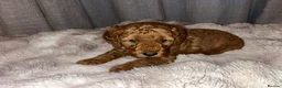 Cavapoo dogs for sale: Cavapoo F1BB puppies  in Grimsby - Advert 6