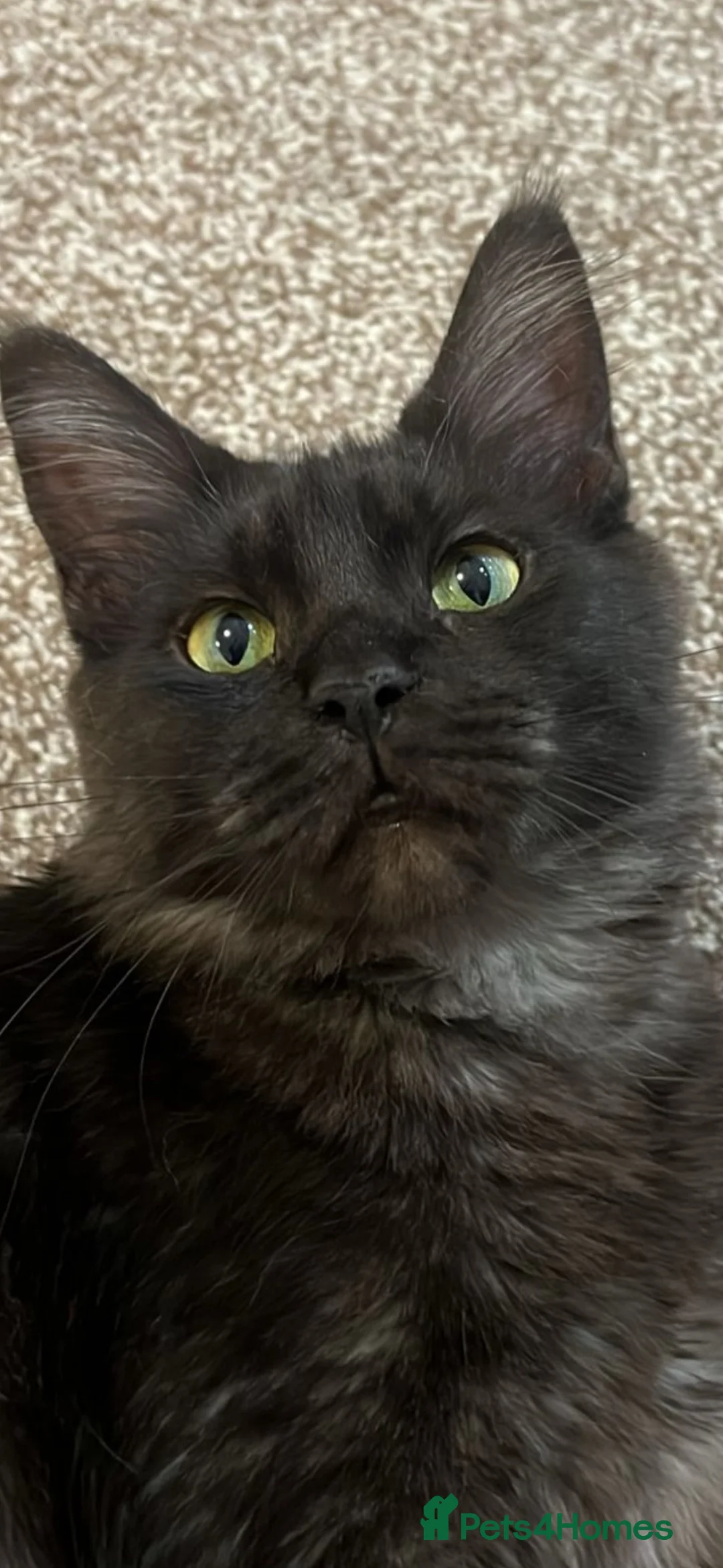 Maine Coon cats for sale: Maine coon  - Advert 10