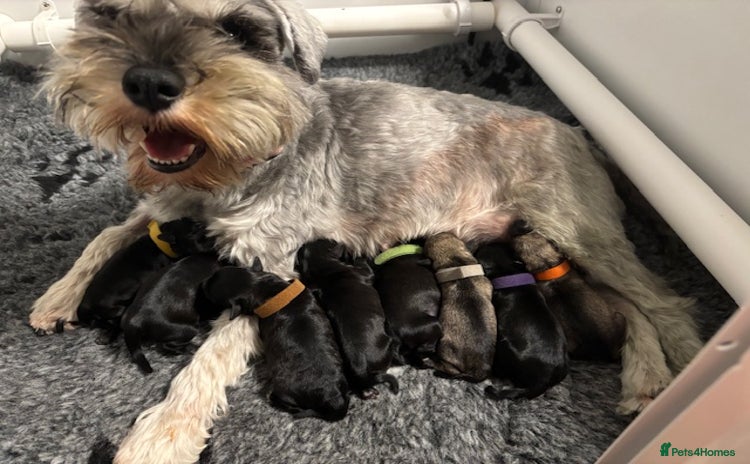 Miniature Schnauzer dogs - Advert 1