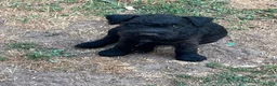 Mixed Breed dogs for sale: Female patterdale puppy  - Advert 2