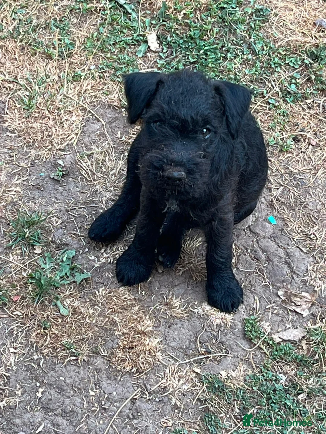 Mixed Breed dogs for sale: Female patterdale puppy  - Advert 2