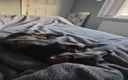 Miniature Dachshund dogs for sale: 2 Male Miniature Dachshunds  - Image 2