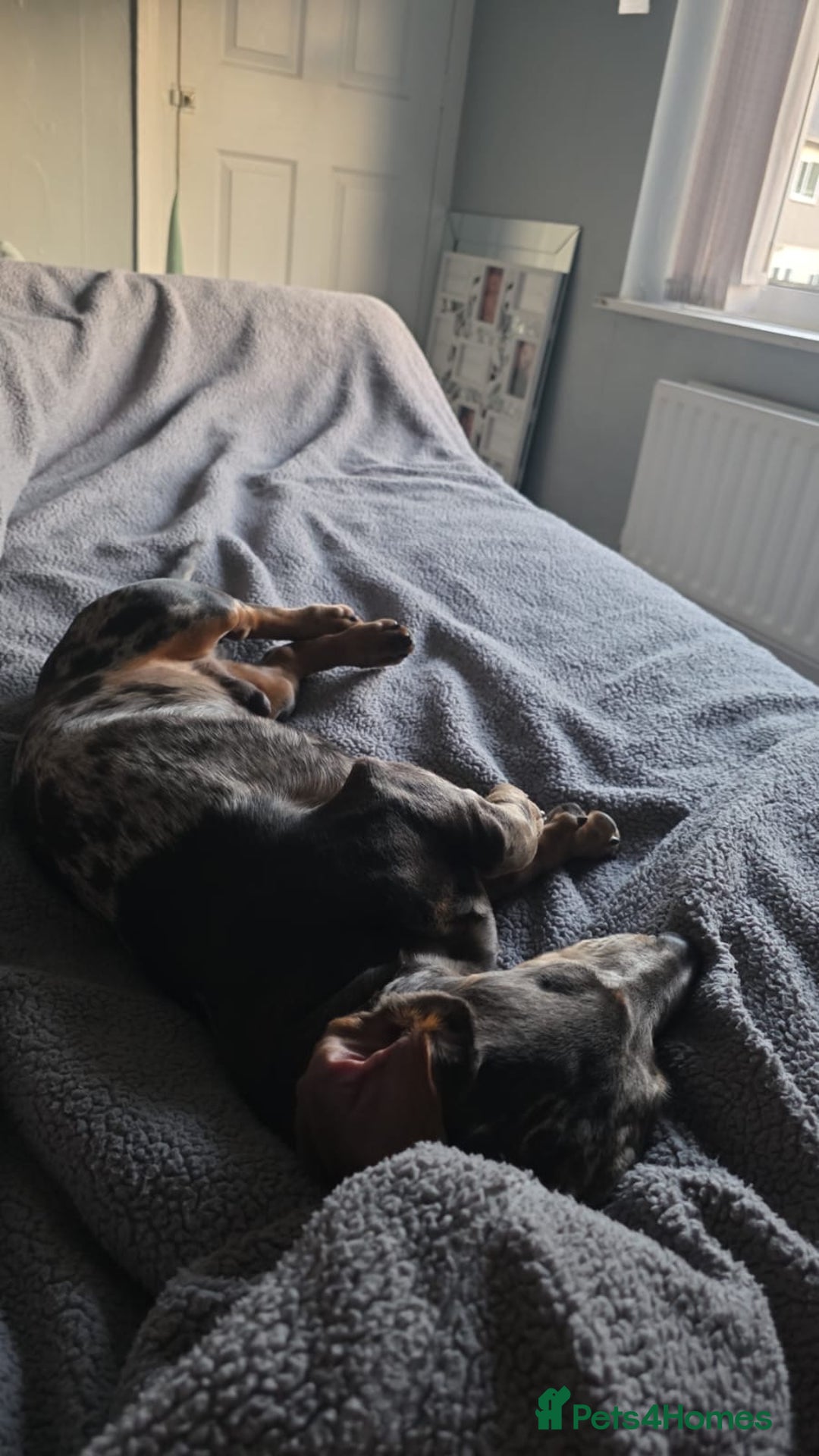 Miniature Dachshund dogs for sale: 2 Male Miniature Dachshunds  - Image 2