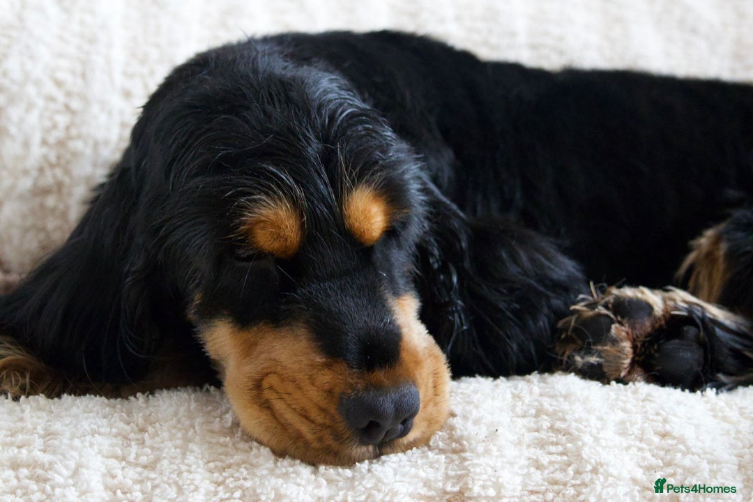 Cocker Spaniel dogs for stud: FOR STUD ONLY BLACK /TAN SHOW COCKER KC REG  - Advert 5