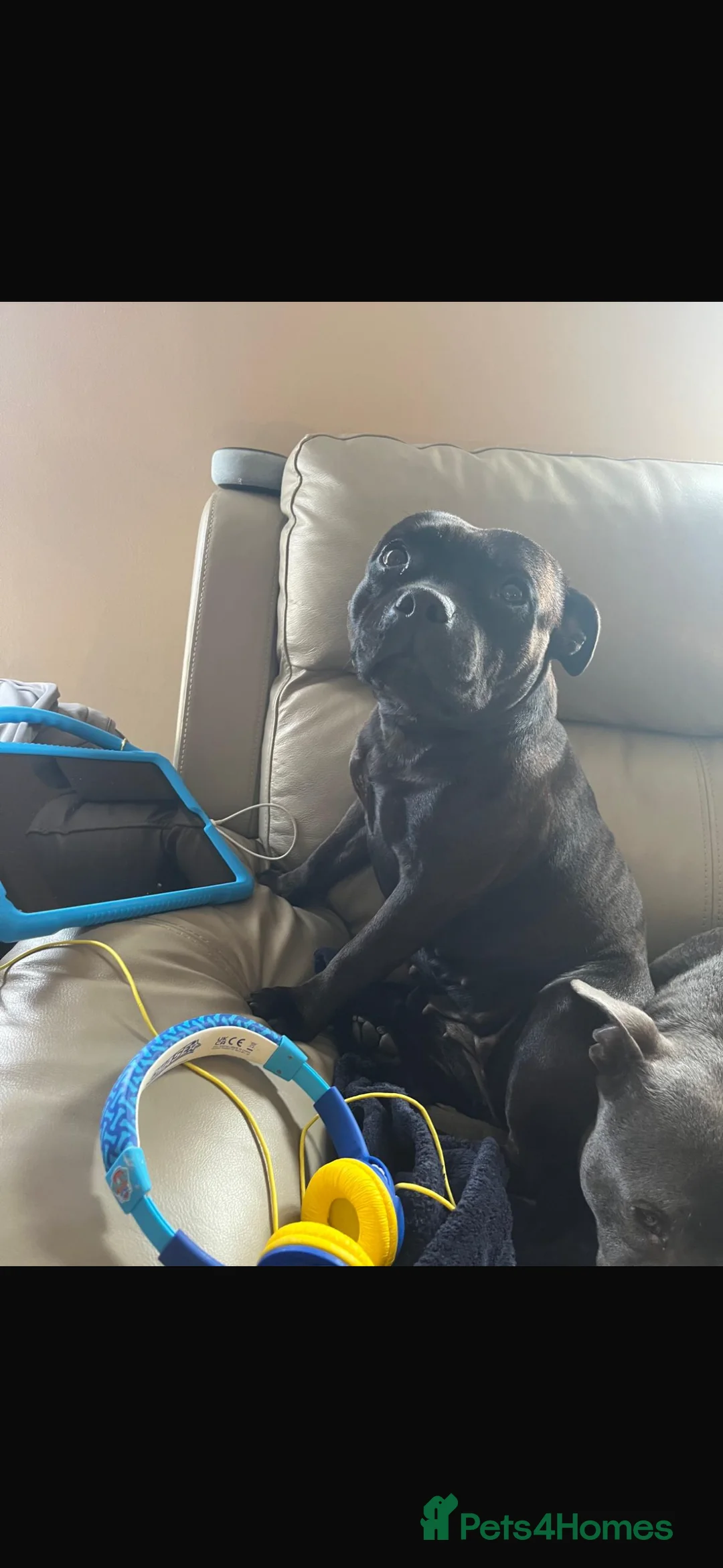 Staffordshire Bull Terrier dogs for sale: Blue and black staff puppies  - Advert 2