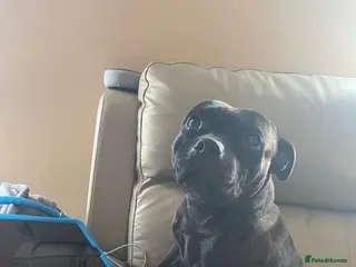 Staffordshire Bull Terrier dogs Blue and black staff puppies - Advert 3