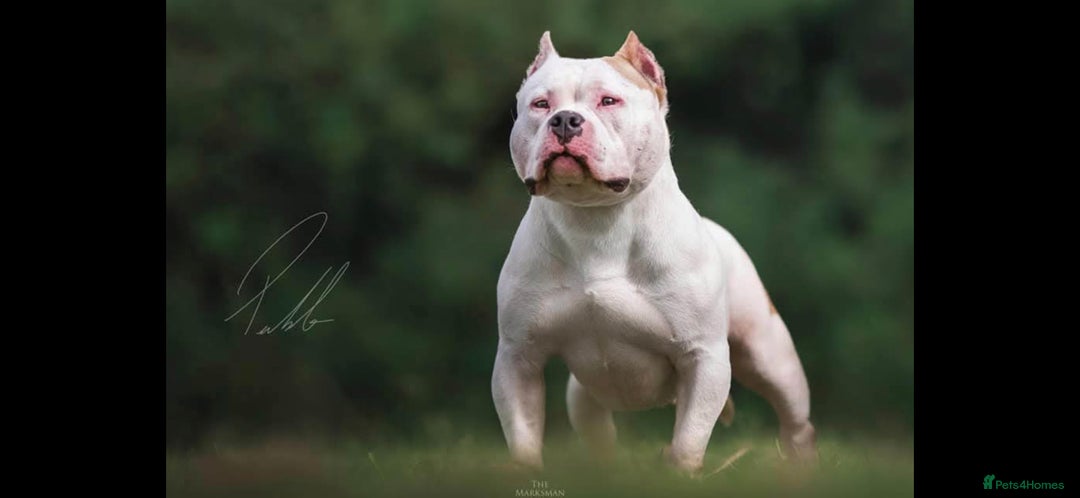 American Bully dogs for sale: 2 Male Abkc Reg Pocket Bully's G'Pups GRCH MrBean - Advert 9