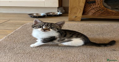 Mixed Breed cats - Advert 8