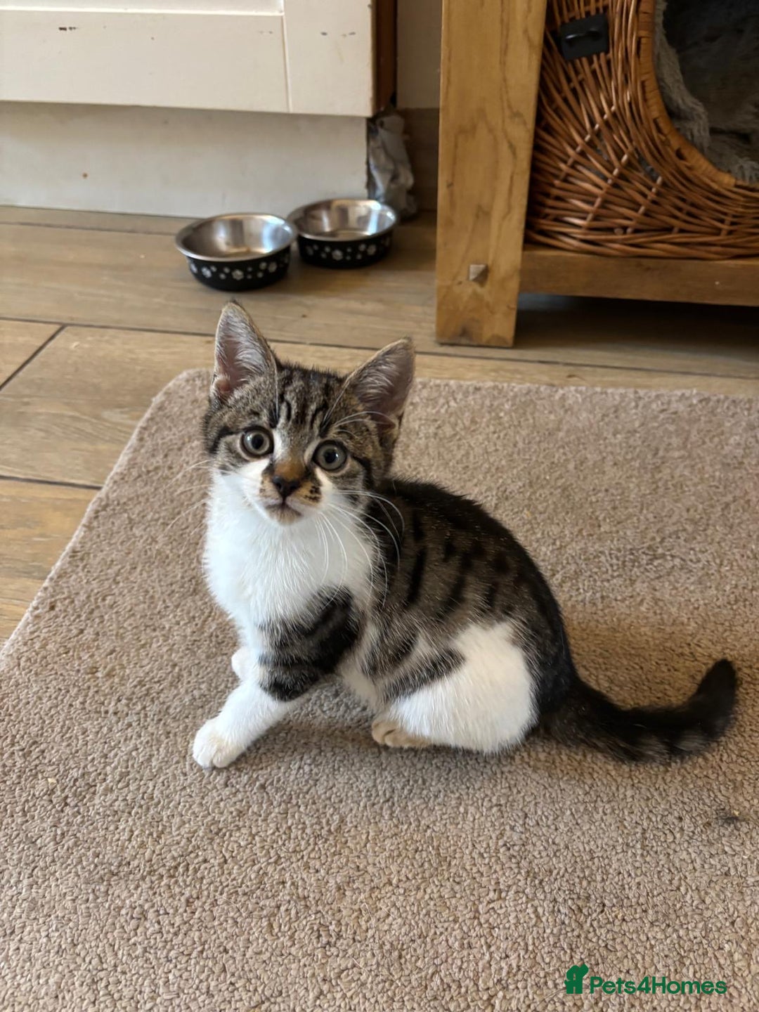 Mixed Breed cats for sale: Ragamese x Russian Blue - Image 3