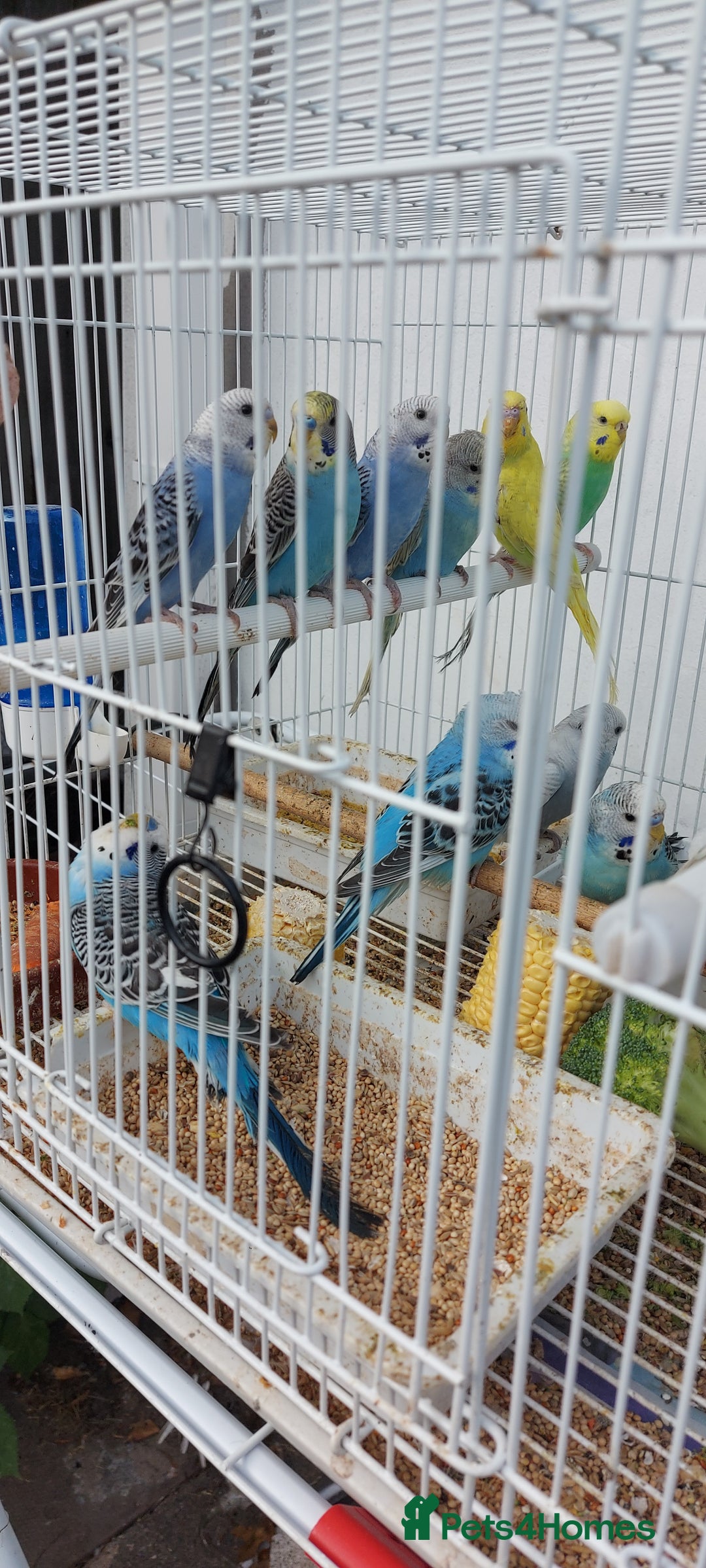 Budgerigars birds for sale: Budgies for sale  - Image 21