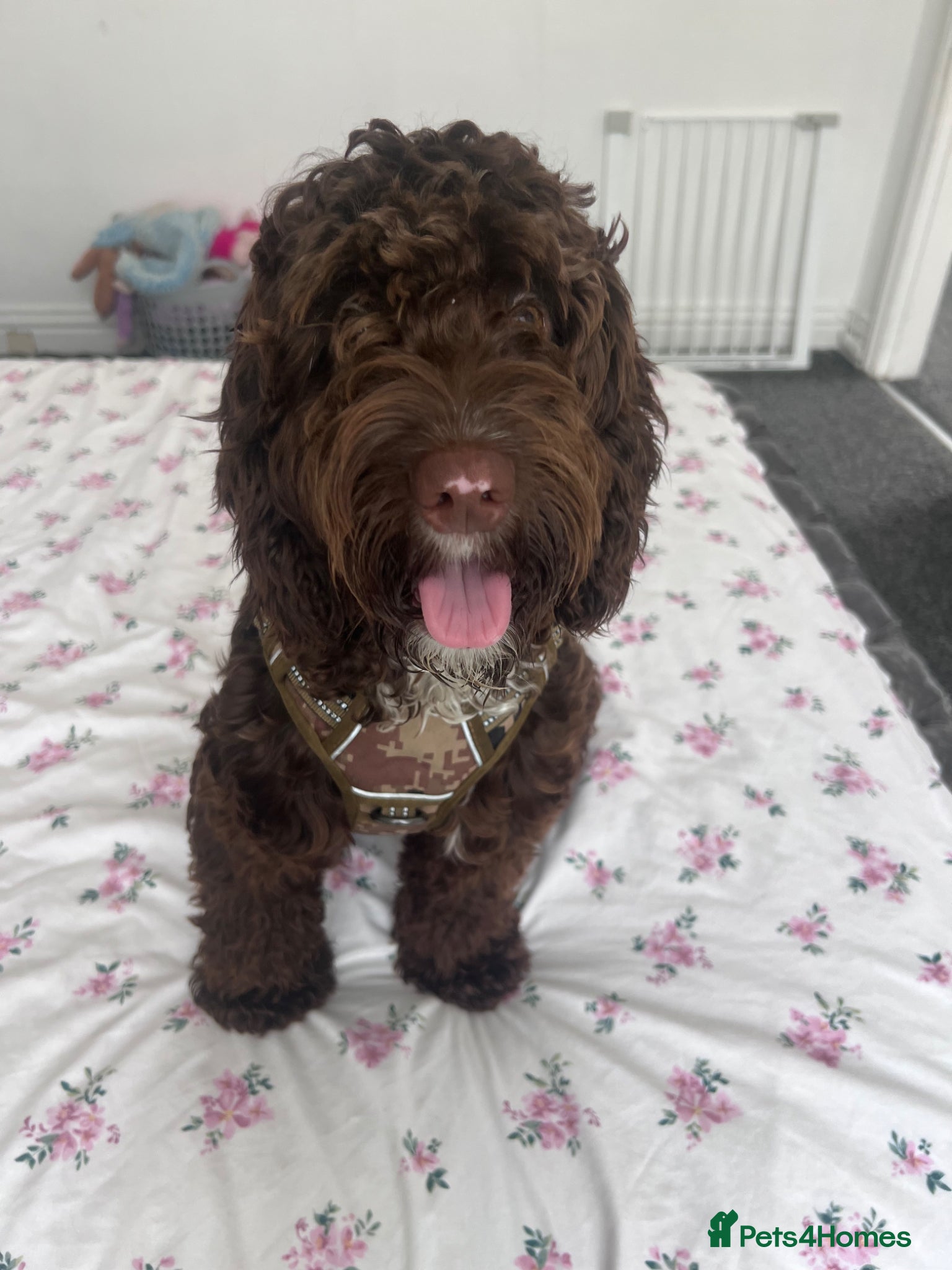 Cockapoo dogs Max me  - Advert 2