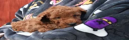 Mixed Breed dogs for sale: 1 RED BOY AVAILABLE TOY X MINIATURE POODLE PUPPIES - Advert 13