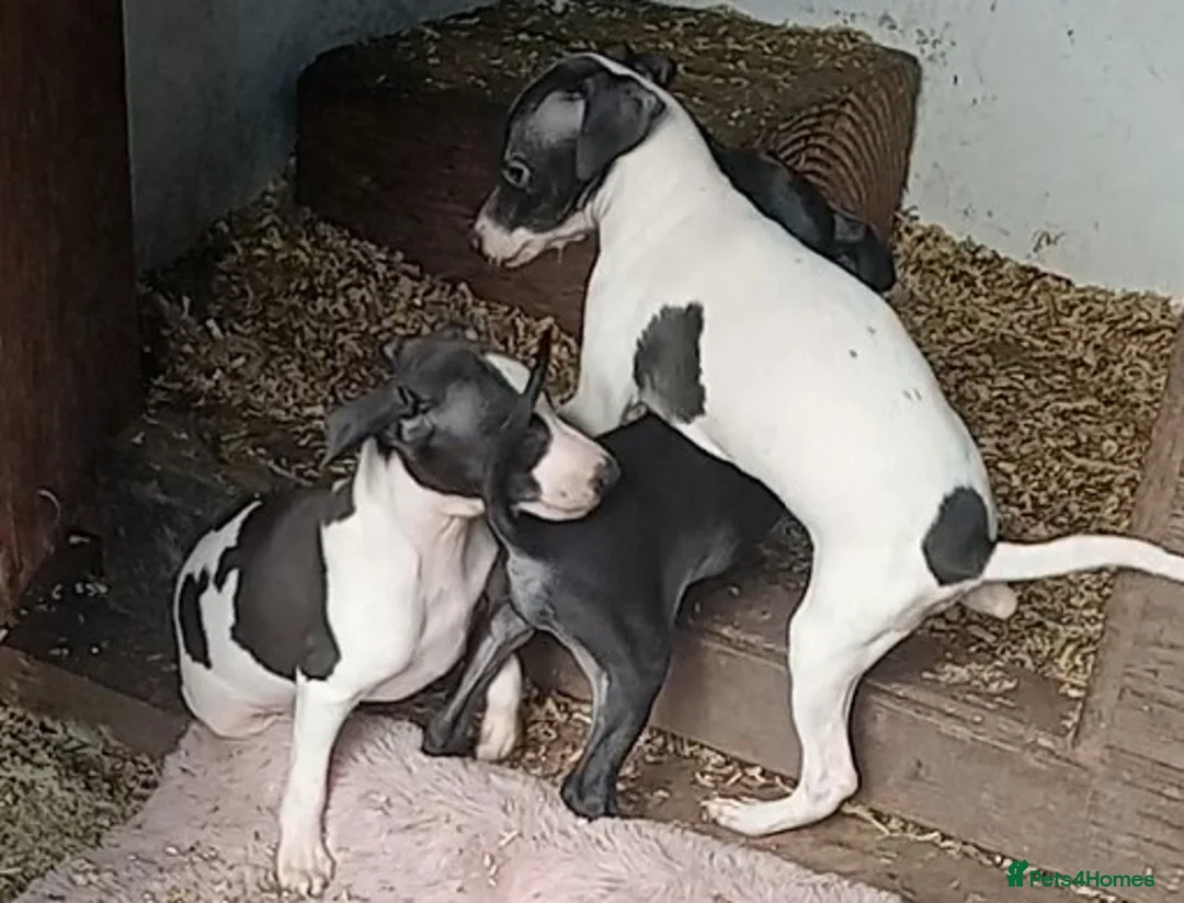 Italian Greyhound dogs for sale: Full Italian Greyhound puppies  - Advert 2