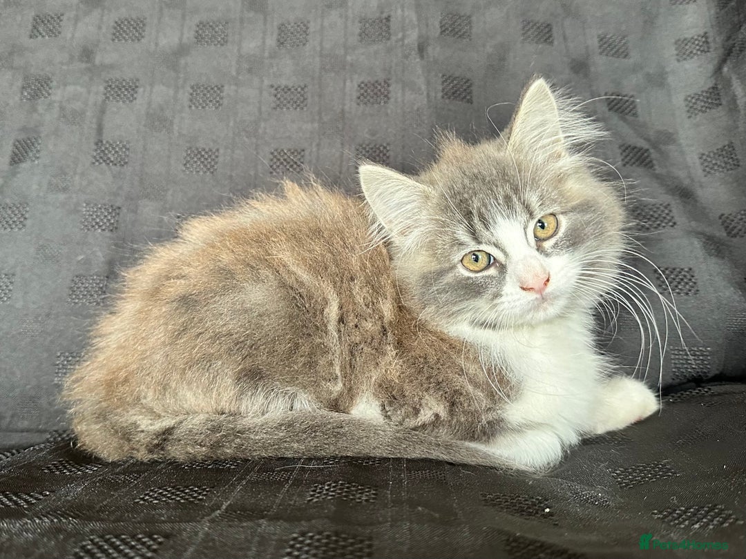 Mixed Breed cats for sale: Male Ragdoll/ Norwegian Forest cross kittens - Image 5