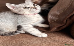 British Shorthair cats for sale: ✨LAST KITTEN LEFT✨OPEN TO OFFERS FOR RIGHT HOME✨ - Image 22