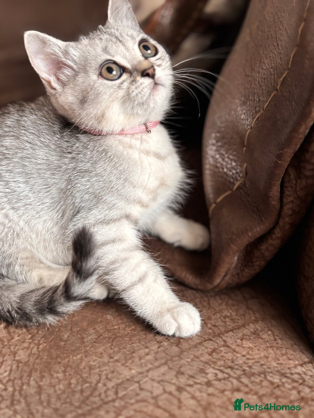 British Shorthair cats for sale: ✨LAST KITTEN LEFT✨OPEN TO OFFERS FOR RIGHT HOME✨ - Image 22