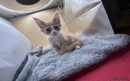 Maine Coon cats for sale: Xl mainecoon kittens full breed non reg  - Image 8