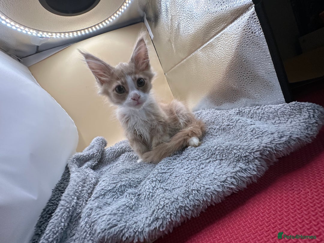 Maine Coon cats for sale: Xl mainecoon kittens full breed non reg  - Image 8