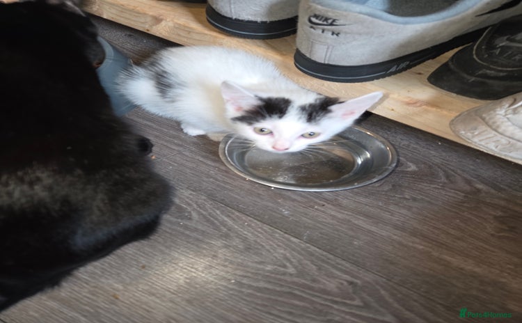 Mixed Breed cats - Advert 14