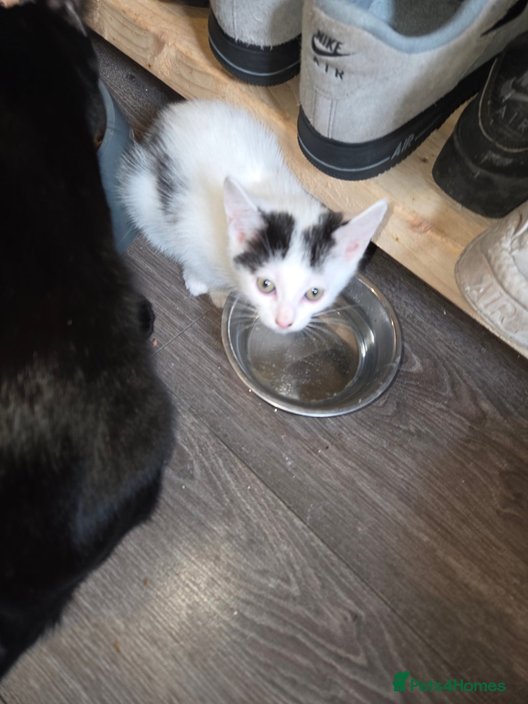 Mixed Breed cats for sale: #30 £ white and black girls ready now offers - Image 1