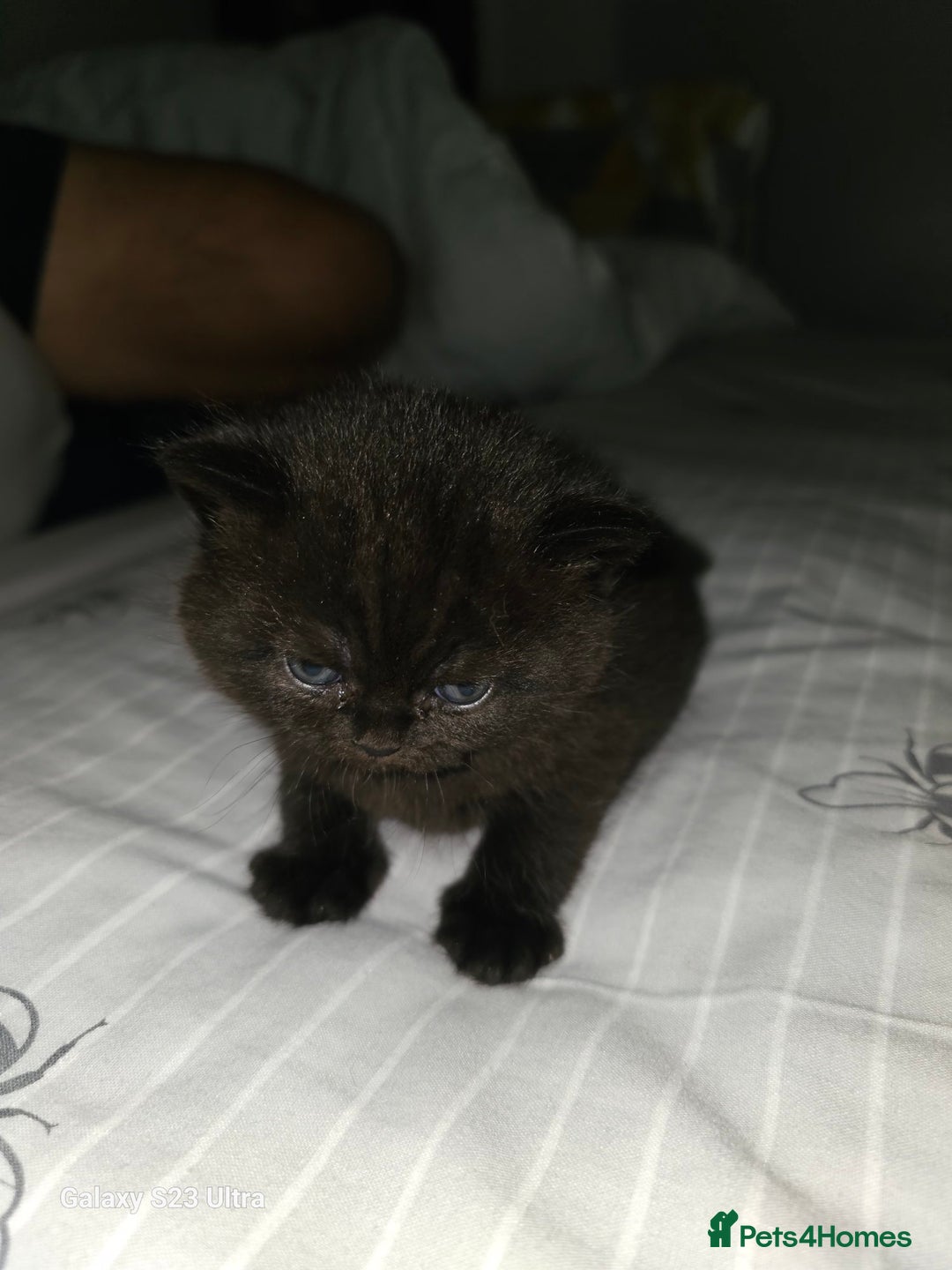 British Shorthair cats for sale: Stunning shorthairs  - Advert 4