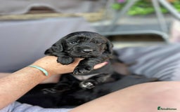 Cockapoo dogs for sale: Beautiful litter of cockerpoos - Image 4