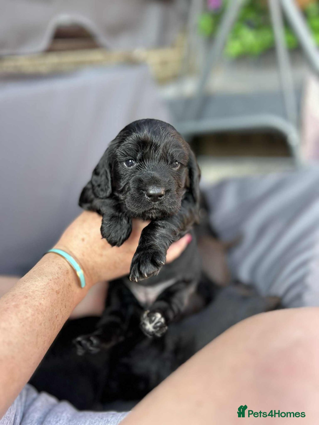 Cockapoo dogs for sale: Beautiful litter of cockerpoos - Image 4