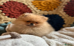 Pomeranian dogs for sale: Fabulous Pomeranian Girl Puppies  - Image 8