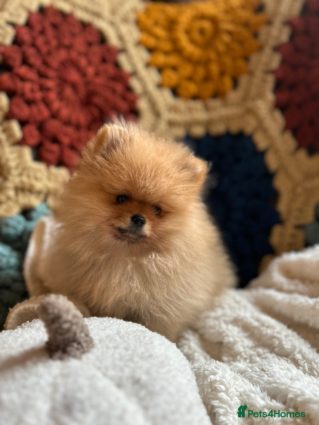 Pomeranian dogs for sale: Fabulous Pomeranian Girl Puppies  - Image 8
