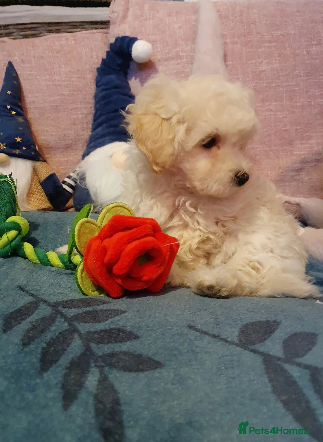 Maltipoo dogs for sale: ❤️MALTIPOO PUPPIES❤️ONLY GIRL LEFT❤️ - Advert 8