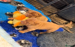 Dogue De Bordeaux dogs for sale: ONLY ONE BOY LEFT! STUNNING PUPS AVAILABLE  - Image 3