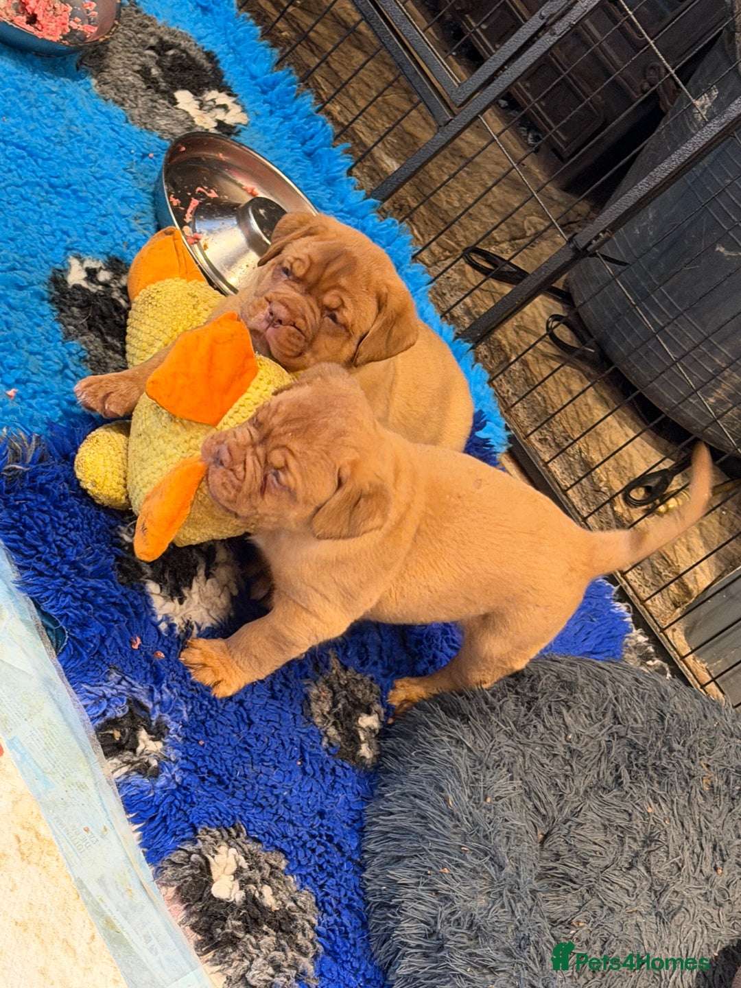 Dogue De Bordeaux dogs for sale: ONLY ONE BOY LEFT! STUNNING PUPS AVAILABLE  - Image 3