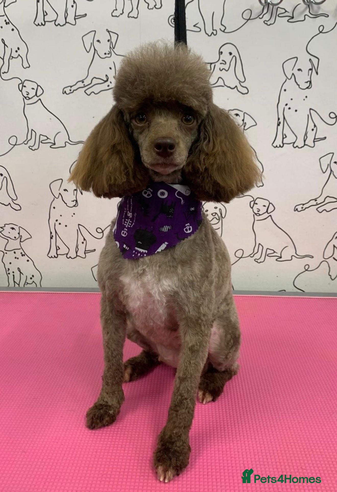 Toy Poodle dogs 🩷💙Beautiful Toy Poodle Puppies💙🩷 - Advert 2