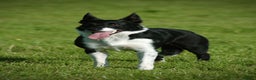 Border Collie dogs for sale: 2 border collie puppies - Advert 2