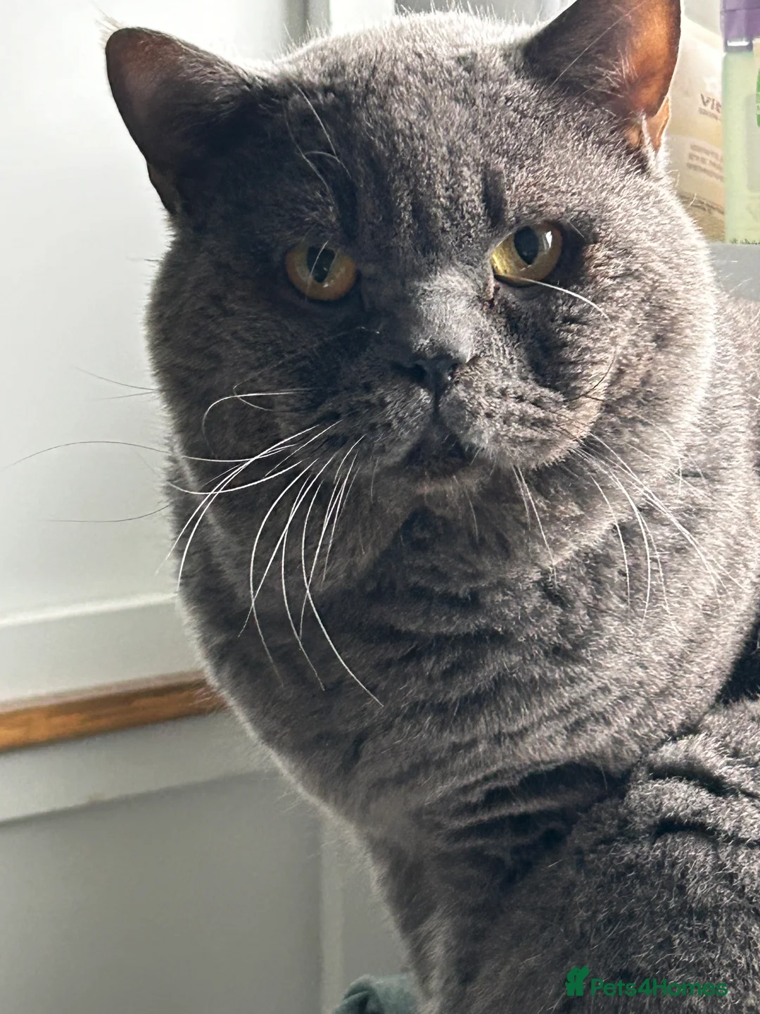 British Shorthair cats for sale: Two brothers 4.5 yrs old  - Advert 5